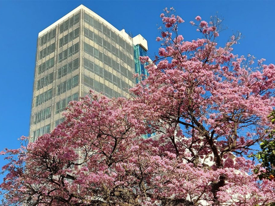 1er Dictamen Recomendaciones del Código de Planeamiento Urbano